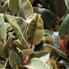Hojas verdes y variegadas de ficus elastica, ideales para interiores. Cuidados sencillos para un hogar vibrante.