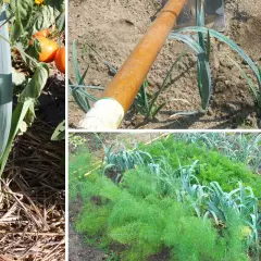 Cultivo de puerros en huerto. Se observa un puerro grande con paja alrededor, un azadón listo para plantar puerros y una hilera de puerros junto a zanahorias y hinojo.
