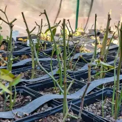 Filas de esquejes de rosal en macetas negras, listos para enraizar. Es el momento perfecto cuando hacer esquejes de rosal.