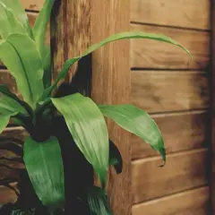 Planta de interior Dracaena Massangeana, con hojas verdes vibrantes, junto a una columna de madera.
