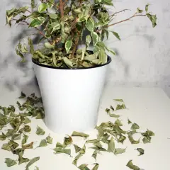 Un ficus con hojas amarillas y secas esparcidas alrededor de su maceta blanca.