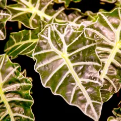 Hojas de Alocasia Zebrina con nervaduras blancas y verdes vibrantes. Consejos para sus cuidados.