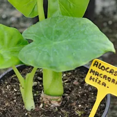 Planta marquesa venenosa, Alocasia macrorrhiza, con hojas verdes grandes y un tallo grueso.