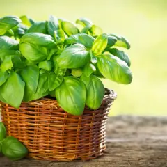 Planta de albahaca fresca en una cesta de mimbre, mostrando la exuberancia de sus hojas verdes. Hay varios tipos de albahaca, cada uno con su aroma y sabor únicos.