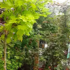 Arce japonés en maceta, con hojas verdes vibrantes y otras de tonos rojizos, listos para embellecer cualquier jardín.