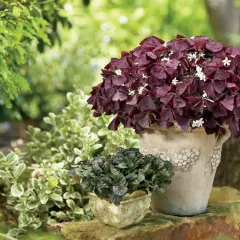 Maceta con Oxalis triangularis de hojas moradas y flores blancas. Consejos para sus cuidados.