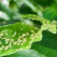 Un grupo de pulgones infestando una hoja verde, un ejemplo de plagas y enfermedades de los setos que afectan a la vegetación.
