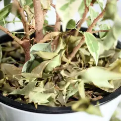 Planta de interior con hojas secas y caídas. ¿Por qué se caen las hojas de las plantas de interior? Falta de riego o exceso de sol pueden ser las causas.