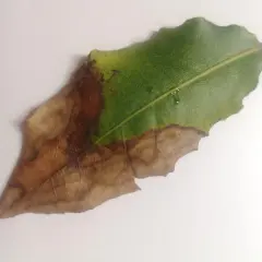 Hoja de laurel con necrosis, mostrando la progresión de enfermedades. La parte verde sana contrasta con la marrón seca, evidencia de problemas en el laurel.