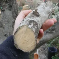 Mano sostiene un trozo de rama de olivo, listo para ser usado como esquejes de olivo en agua para su propagación.
