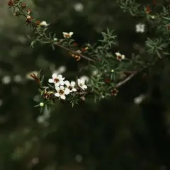 Delicadas flores blancas de Leptospermum scoparium, con detalles de sus cuidados.