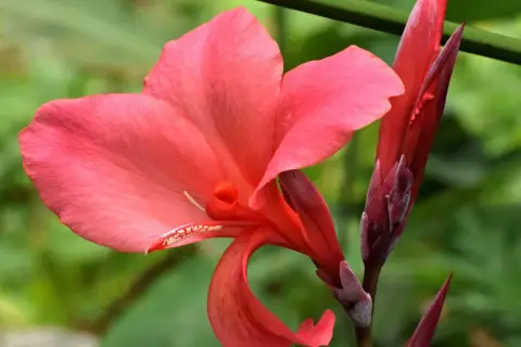 Una vibrante flor de Canna indica, de pétalos rosados y un capullo rojo intenso, se alza sobre un fondo verde borroso.