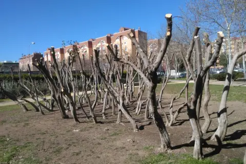 Árboles recién sometidos a una poda de rejuvenecimiento, con sus ramas cortadas y el suelo cubierto de hojarasca.