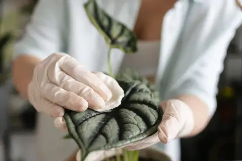 Manos enguantadas limpian suavemente una hoja de planta oscura y texturizada, mostrando cómo limpiar las hojas de las plantas para un brillo saludable.