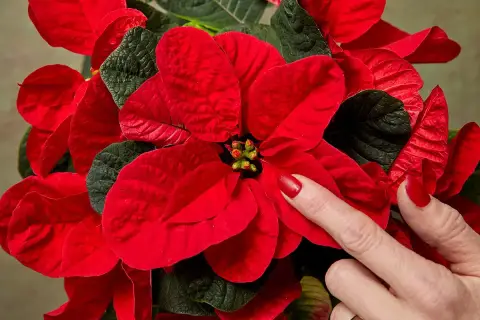 Una mano con uñas rojas toca los pétalos de una flor de pascua, mostrando cómo mantenerla radiante.