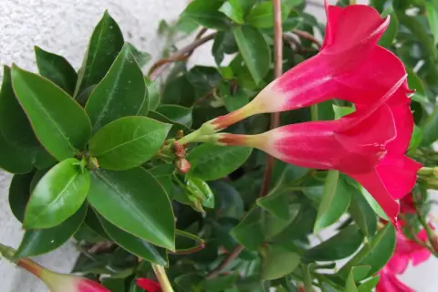 Dipladenia con flores rojas vibrantes y hojas verdes brillantes. Sus cuidados son sencillos para disfrutar de su exuberante floración.