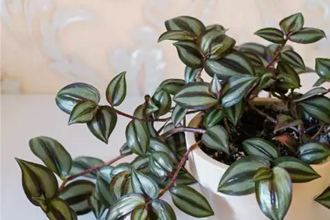 Tradescantia zebrina con hojas plateadas y moradas. Si notas que se marchita, podría indicar problemas de riego o luz.