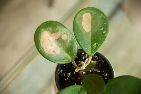 Planta en maceta con hojas verdes y manchas claras, indicando poto hojas quemadas por el sol.