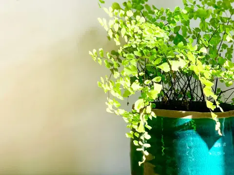 Cabello de venus en exterior - dónde plantarlo y cómo cuidarlo