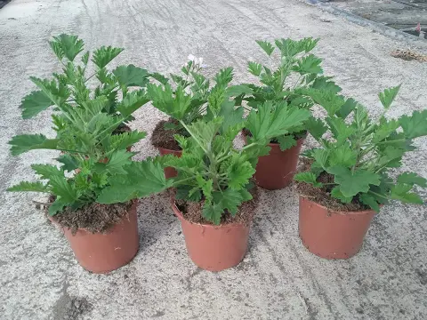 ¿Es segura la citronela para los gatos? Qué evitar y cómo actuar