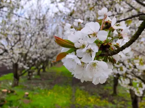 Floración del cerezo - cuándo ocurre y cómo asegurar el cuajado