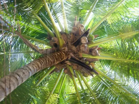 Palmeras en el jardín - guía para elegir y cuidarlas bien