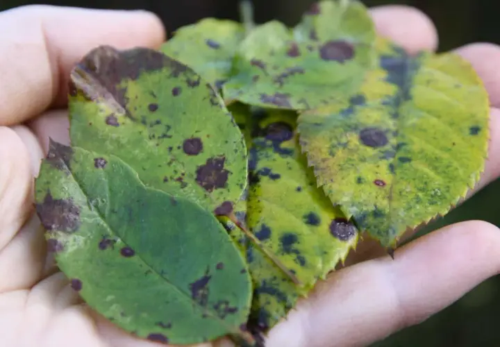 Manos sostienen hojas de rosal con manchas oscuras, indicando enfermedades. Fotos de enfermedades de los rosales.