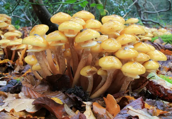Un grupo de **hongos de la miel** amarillos y brillantes brotan entre hojas secas y húmedas en el bosque.