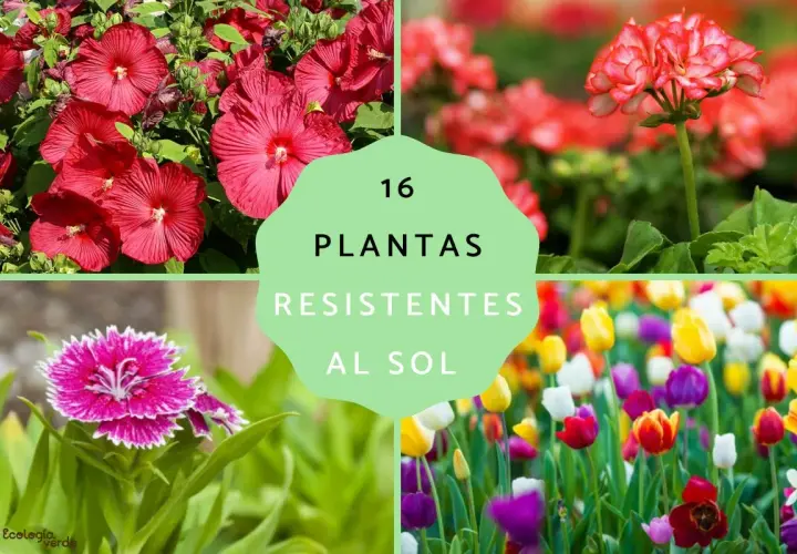 16 plantas de exterior resistentes al sol y poca agua: hibiscos, geranios y tulipanes vibrantes.
