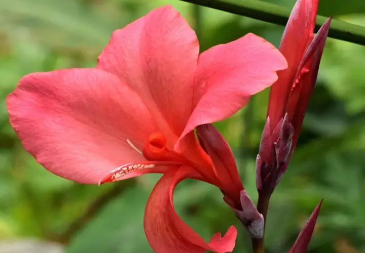 Una vibrante flor de Canna indica, de pétalos rosados y un capullo rojo intenso, se alza sobre un fondo verde borroso.