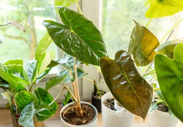 Alocasia con hojas arrugadas y brillantes, algunas de un verde intenso y otras con tonos cobrizos, junto a otras plantas en macetas frente a una ventana.