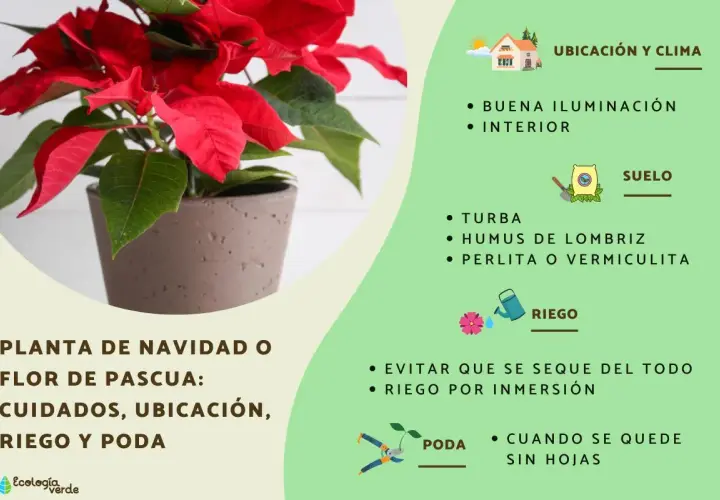 Flor de pascua en verano, planta de Navidad con cuidados, ubicación, riego y poda.