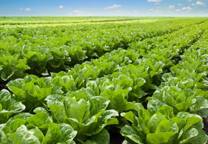 Un campo extenso y verde donde se pueden plantar lechugas, con filas ordenadas bajo un cielo azul y nubes blancas.