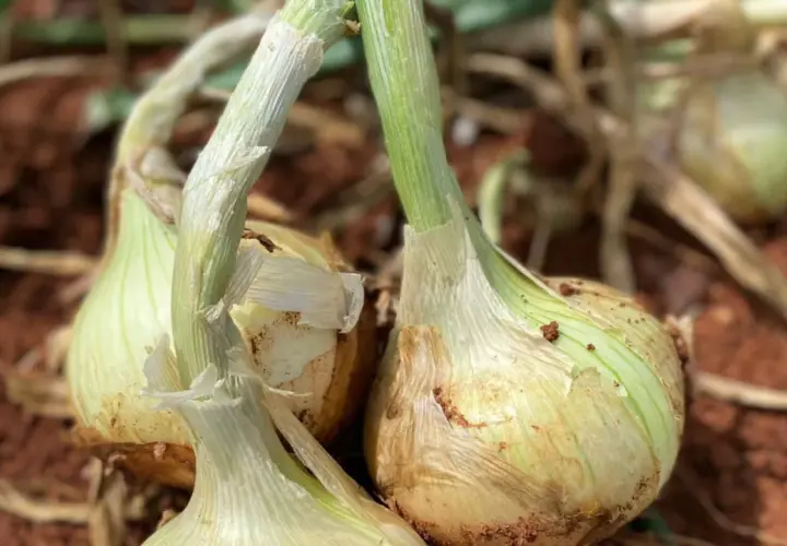 Primeros planos de cebollas en tierra, mostrando posibles signos de enfermedades de la cebolla. Fotos de cultivo.