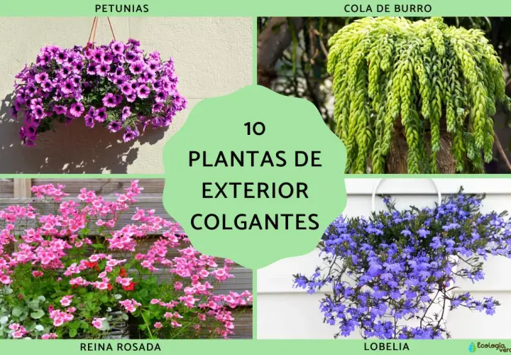 Colgantes de exterior: petunias moradas, cola de burro verde, reina rosada y lobelia azul.