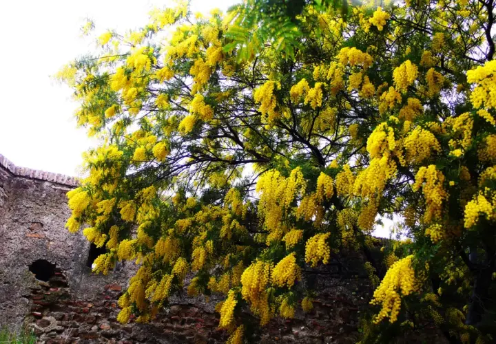 Un árbol con flores amarillas, como cascadas doradas, se alza junto a un muro de piedra antiguo.