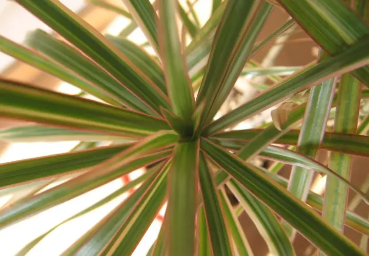 Dracaena marginata cuidados: hojas verdes con bordes rojizos, un detalle de la planta que muestra su vitalidad.