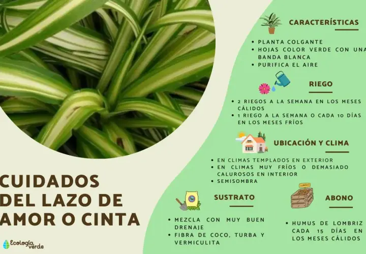 Planta cinta o lazo de amor, ideal para interiores. Sus cuidados incluyen riego y ubicación para un crecimiento saludable.