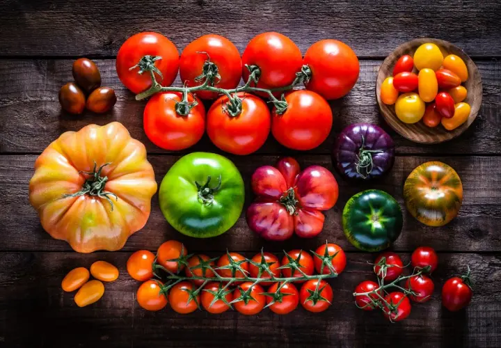 Variedad de tipos de tomates: rojos, verdes, morados, amarillos y de diferentes formas, desde cherry hasta heirloom.