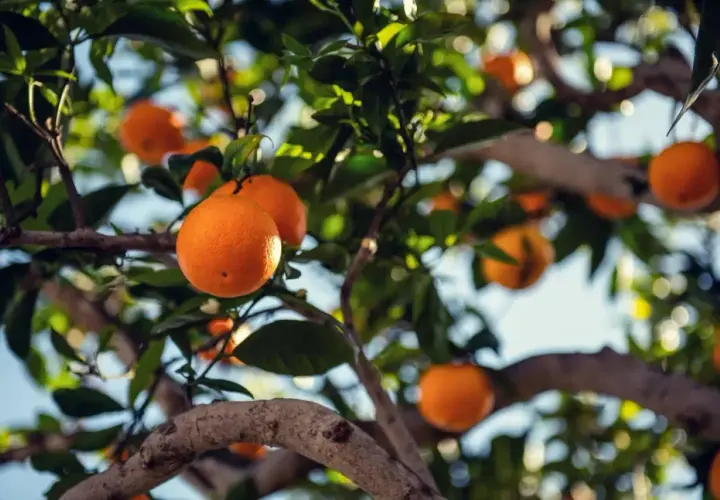 Naranjas maduras cuelgan de las ramas de un árbol, mostrando la abundancia de variedades de naranjos.