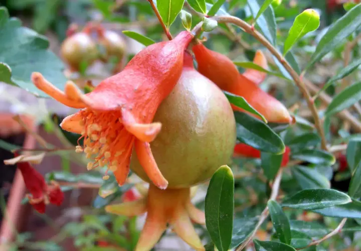 Flor anaranjada de punica granatum nana con un pequeño fruto verde.