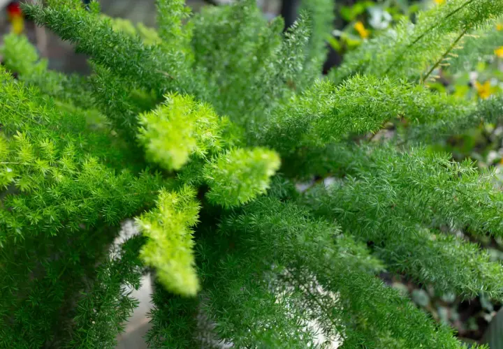 Primer plano de una esparraguera plumosa con hojas verdes vibrantes y delicadas.