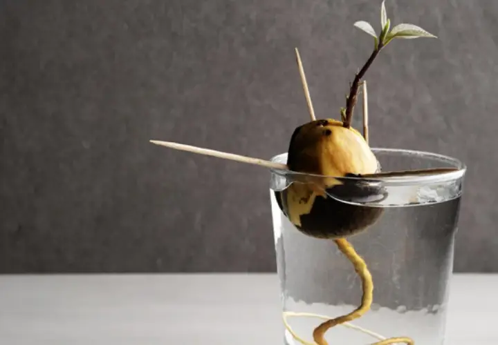 Hueso de aguacate germinando en agua, con palillos para sostenerlo. Una raíz curva y un brote verde emergen, mostrando el inicio de plantar hueso aguacate.