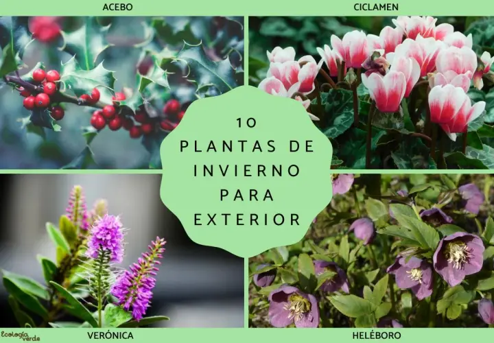 Cuatro imágenes de plantas de invierno: acebo con bayas rojas, ciclámenes rosados, verónica morada y eléboros púrpuras.