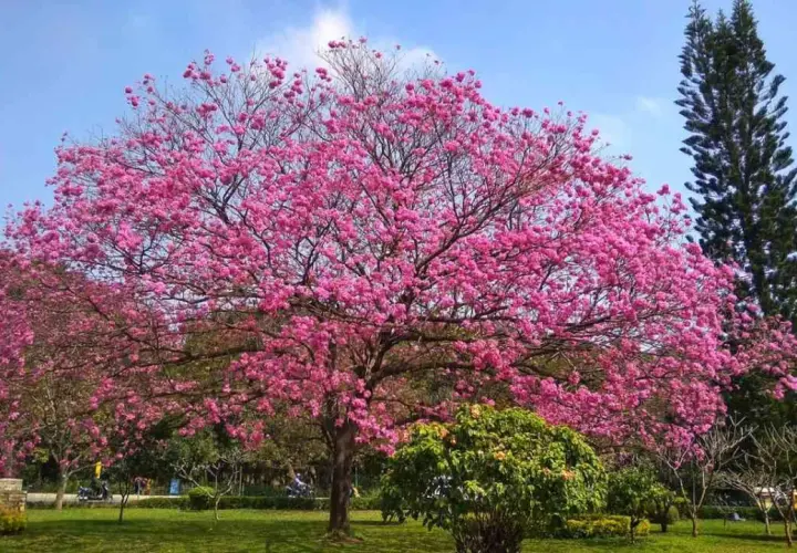 Espectacular árbol con flores rosas en un parque español, como un sueño de primavera.
