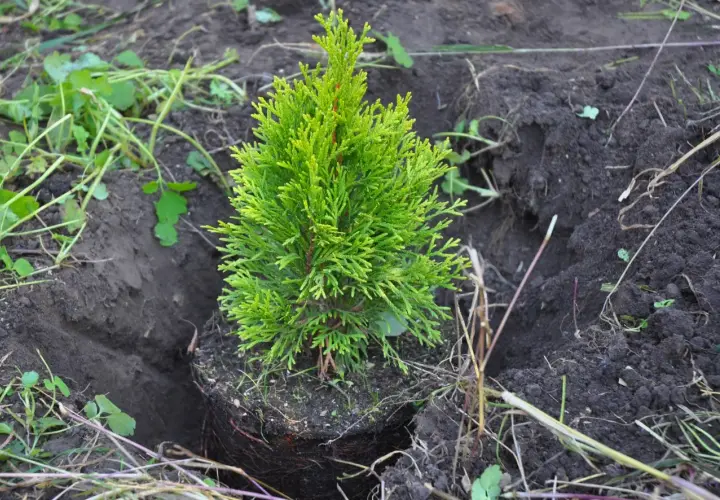 Una pequeña tuya planta, con sus raíces expuestas, está a punto de ser plantada en tierra oscura.