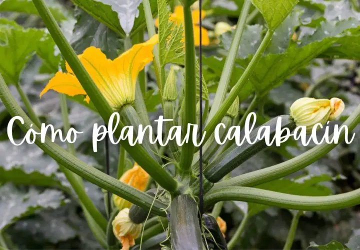 Planta de calabacín en crecimiento con flores amarillas y frutos jóvenes. Aprende cómo plantar calabacín para una cosecha abundante.