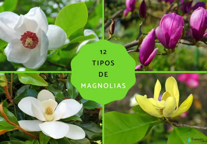 Cuatro tipos de magnolias: blanca, morada, amarilla y otra blanca. Explora la diferencia entre magnolio y magnolia.