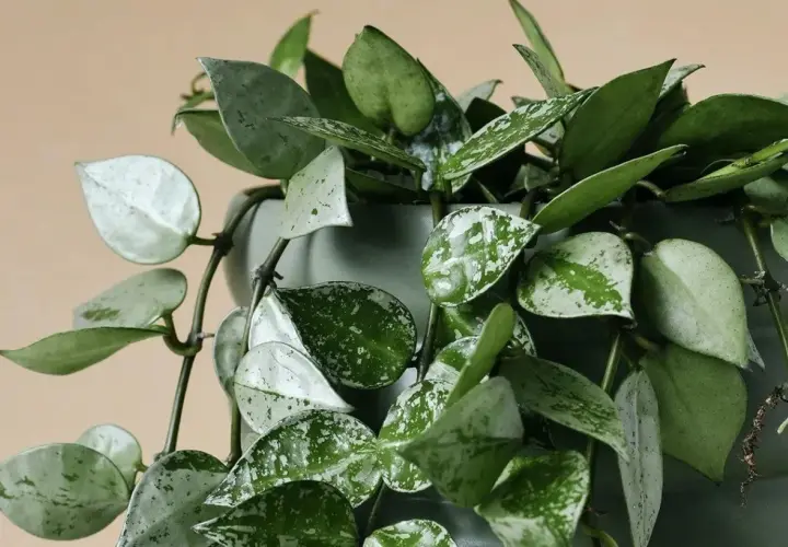 Hoya carnosa con hojas verdes y plateadas, colgando de una maceta gris.