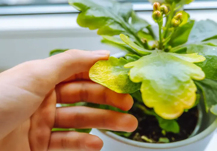 Mano revisando hoja amarilla de planta de interior, posible síntoma de enfermedades de las plantas de interior.